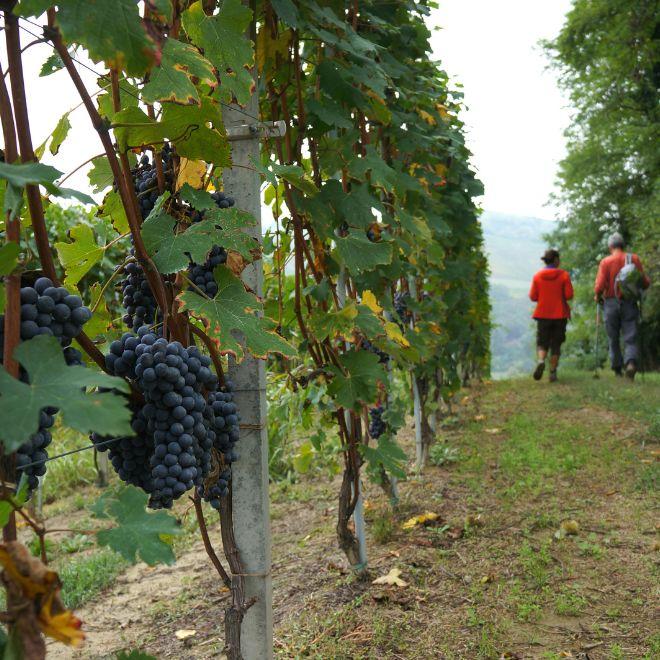 walking and hiking tours hikers in wineyard