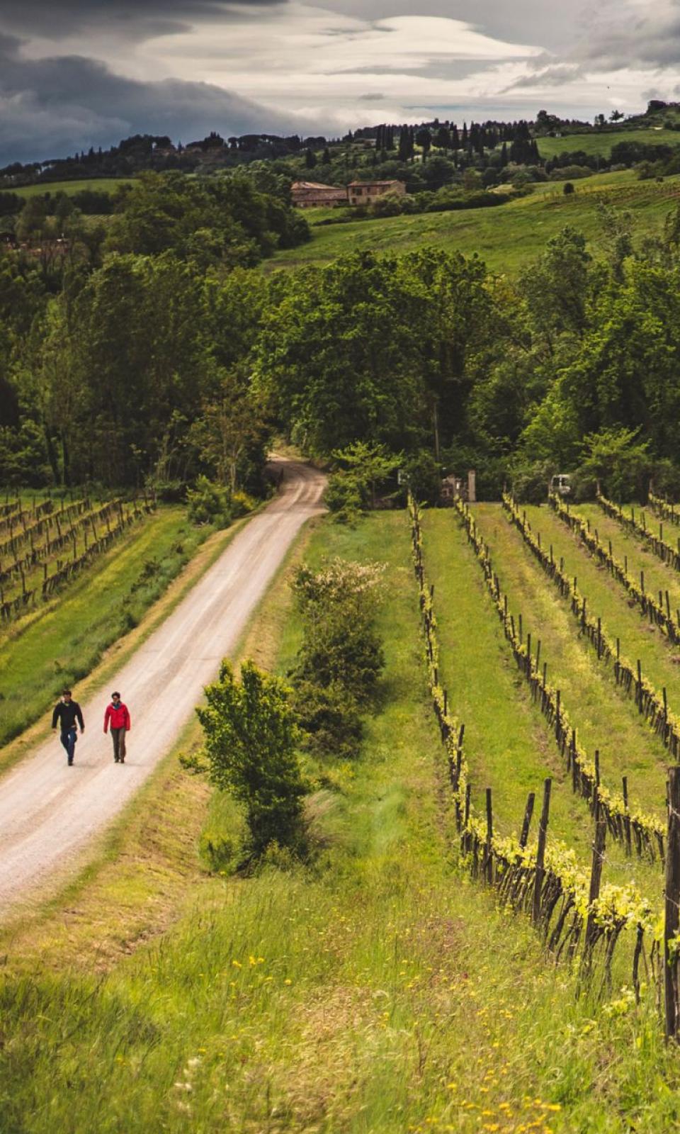 via francigena caminos vineyards