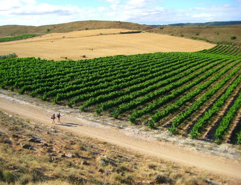 people walking camino de santiago with vineyards