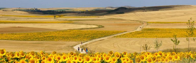 Pilgrims walking through sunflower fields on a pilgrimage walk in Spain under wide open skies