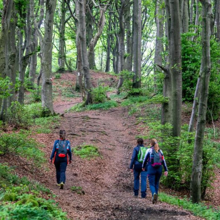 Hikers walking through quiet forest paths along the Via degli Dei