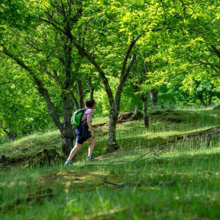 The Via degli Dei trail winding through the Apennine woods between Emilia and Tuscany