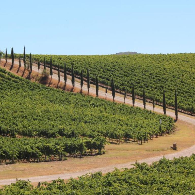 Uphill path in Chianti countryside
