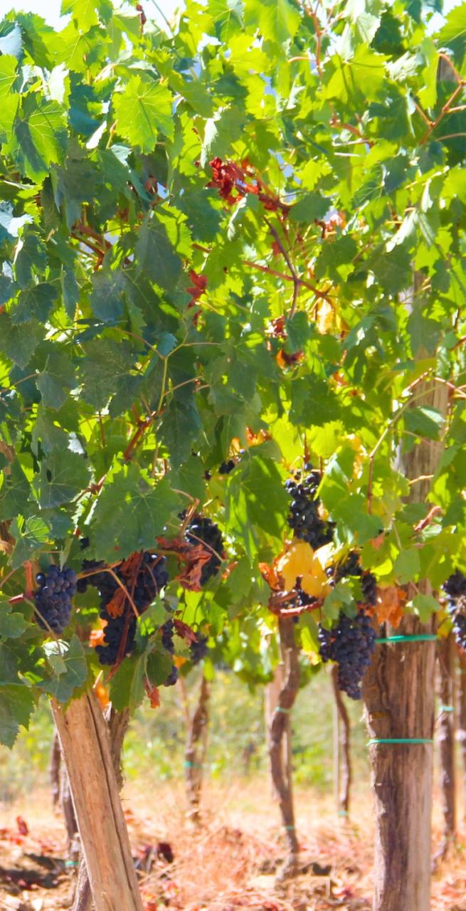 Chianti radda vineyards landscape