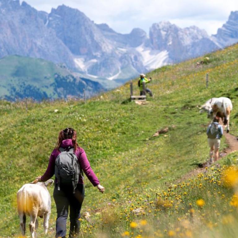 Traveller walking among cows on an alpine path with the Dolomites in the background, on the Sentiero del Castagno
