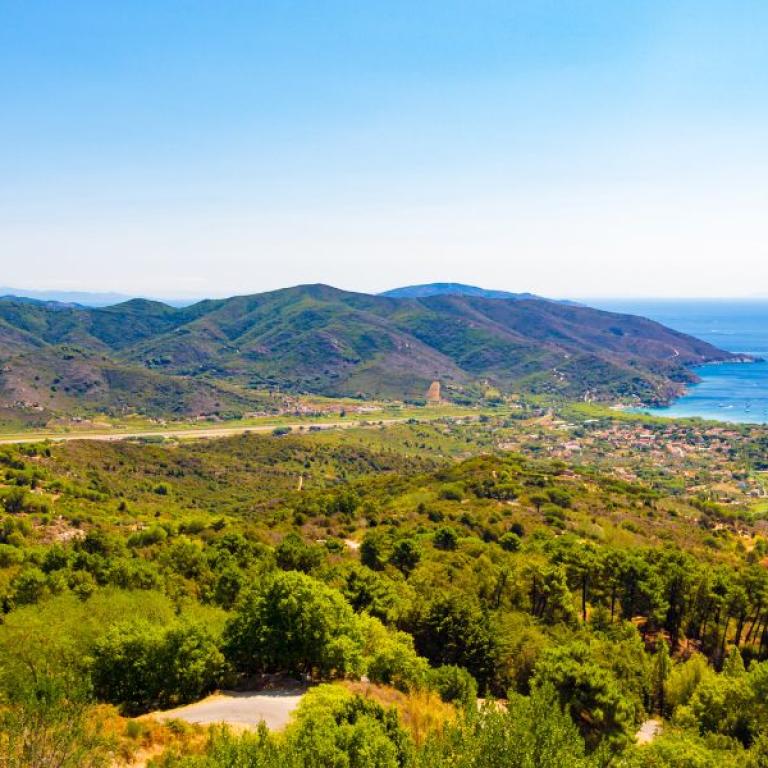 Wood by the sea in Elba Island