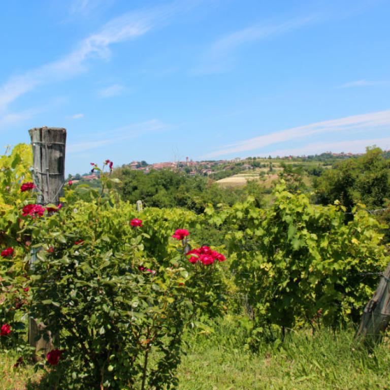 Vineyard rows and red roses overlooking rolling Langhe hills on the barolo walking trails route.