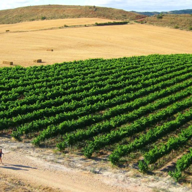 Camino de Santiago fields walkers central spain
