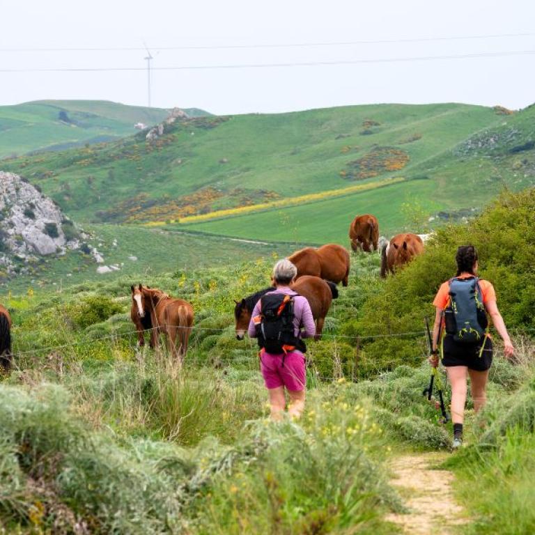 Trekking tra cavalli al pascolo nelle campagne siciliane lungo i percorsi della Magna Via Francigena