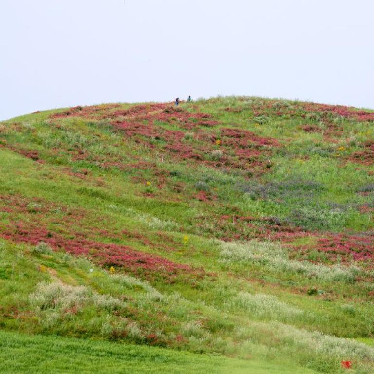 Colline ricoperte di fiori primaverili e sentieri rurali ideali per il trekking in Sicilia