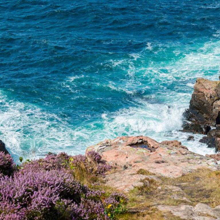 sea and flowers on the coast of sweden
