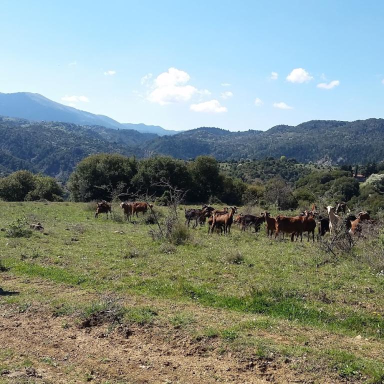 pascoli di capre con pastore lungo il menalon trail