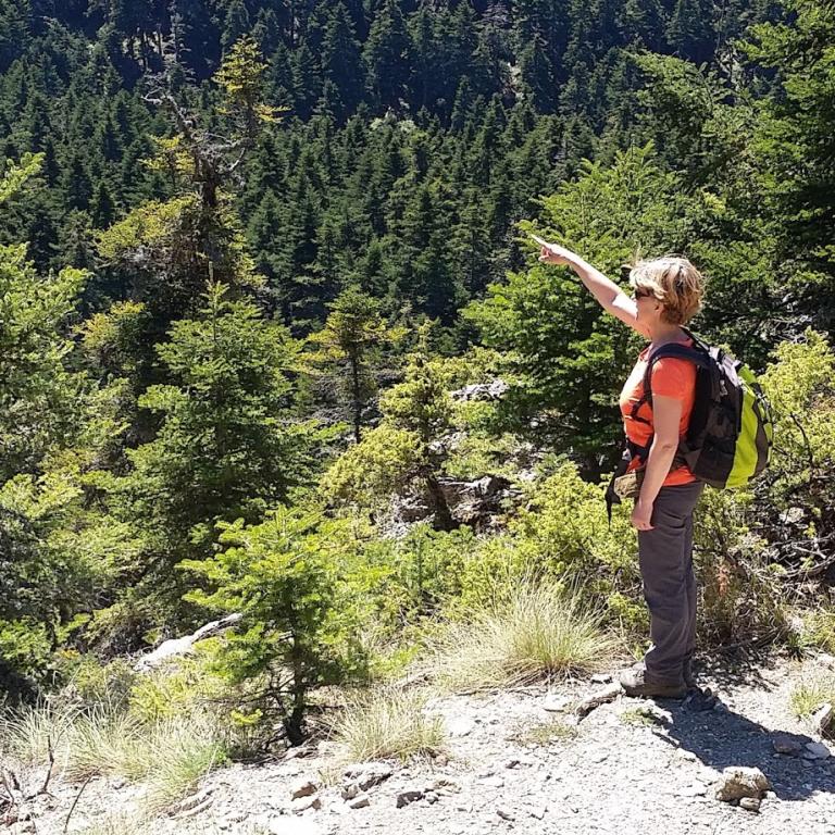 sentiero tra gli abeti in montagna lungo il menalon trail