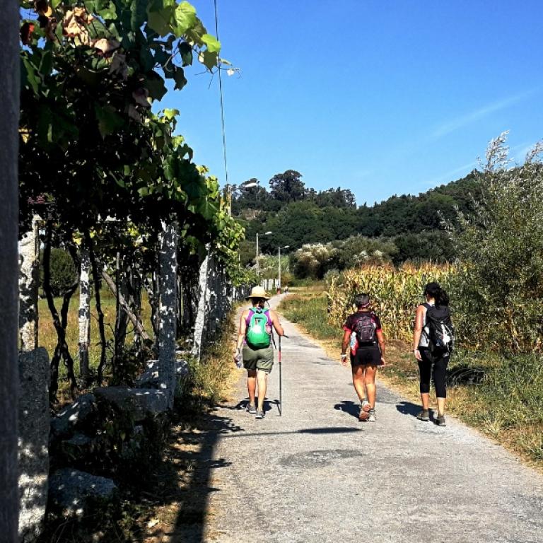 Walking on the Camino Portuguese: paved road, green meadow