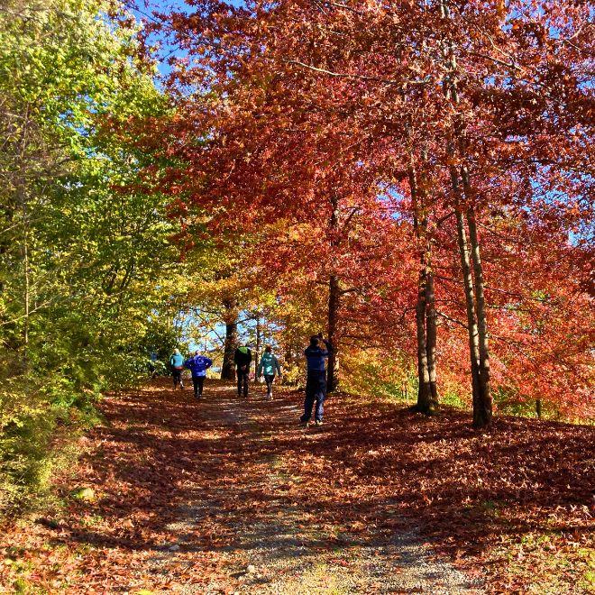 Gruppo di pellegrini che cammina tra alberi dai colori autunnali lungo il Cammino di Oropa.