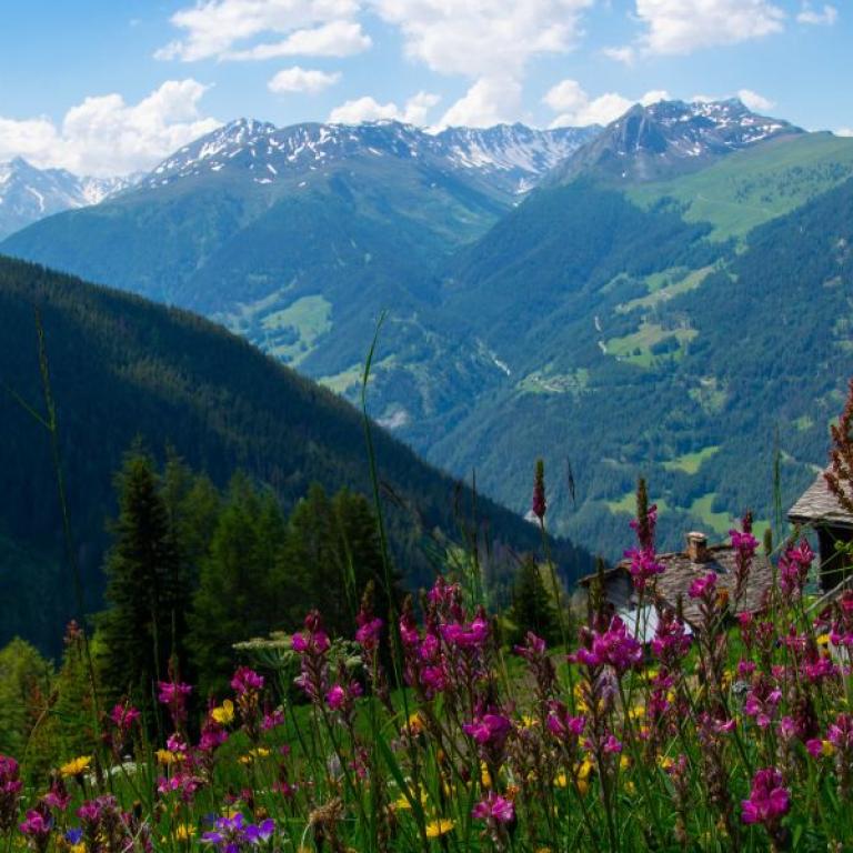 vallata alpina con fiori in svizzera