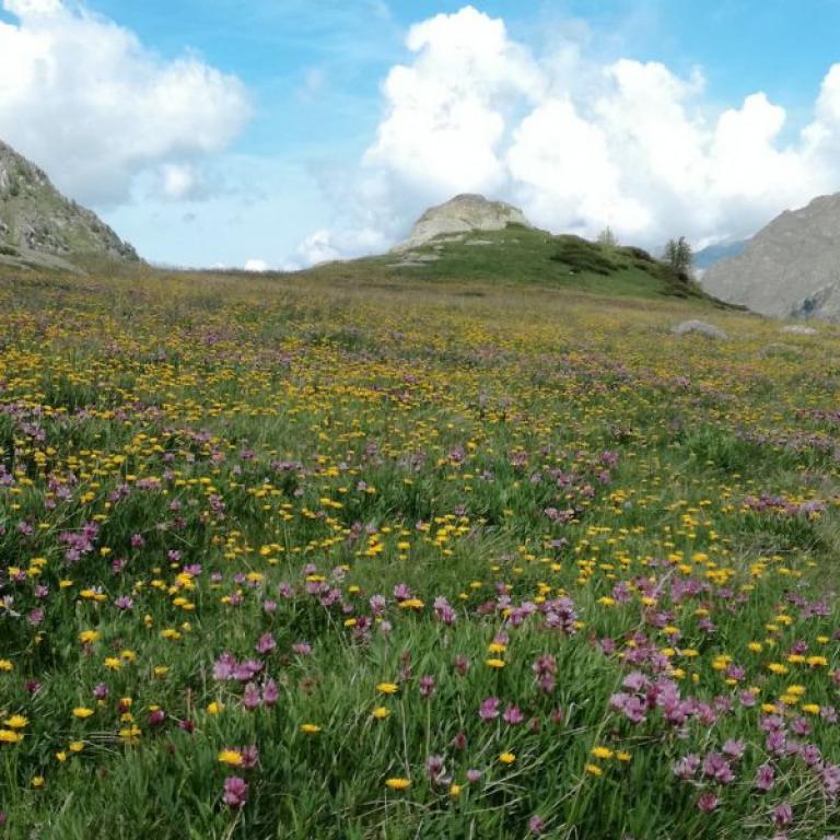 flower fields in Lys valley