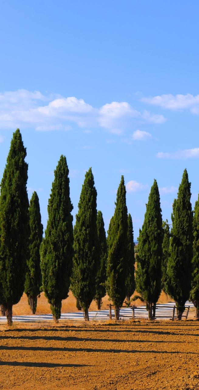 Under the Tuscan Sun horizon landscpe in Asciano