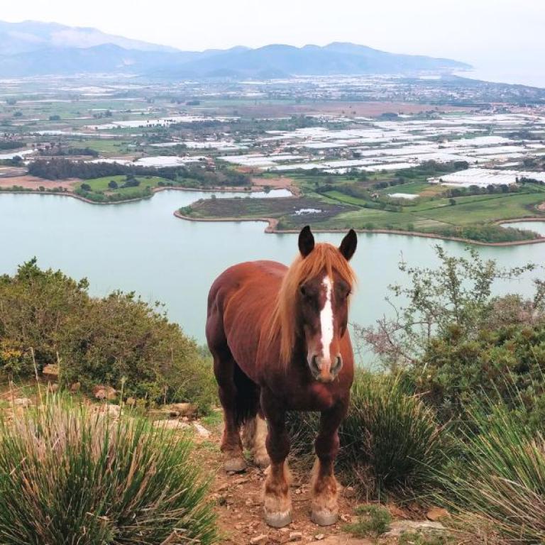 via francigena south lake fondi and a horse