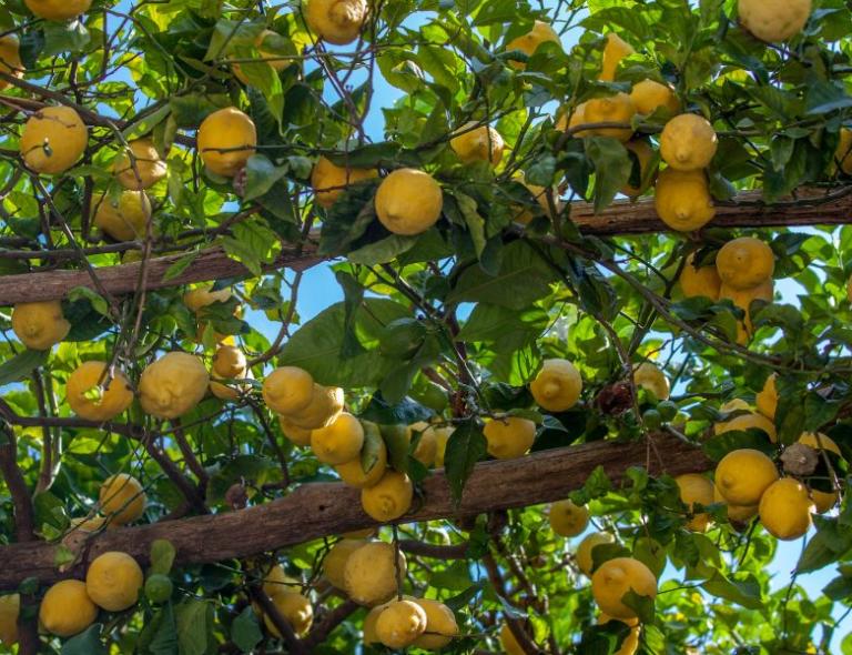 amalfi coast lemon trees