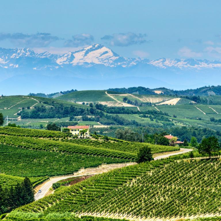 piedmont vineyards green hills mountain backdrop