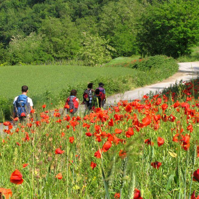 backpacking trips group of walkers with poppies