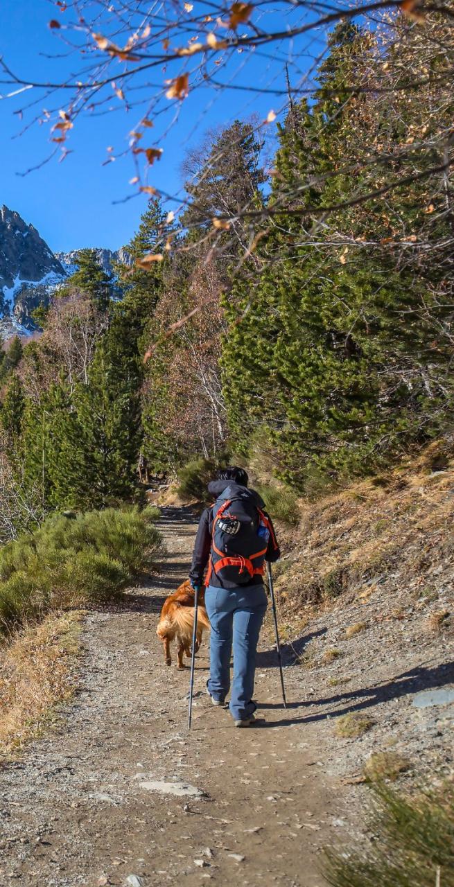 Escursionisti in viaggio a piedi con il cane