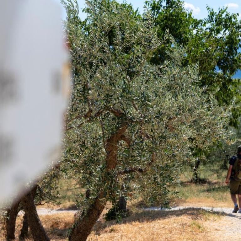 Olive grove path with a trail sign along the St Francis pilgrimage in Italy