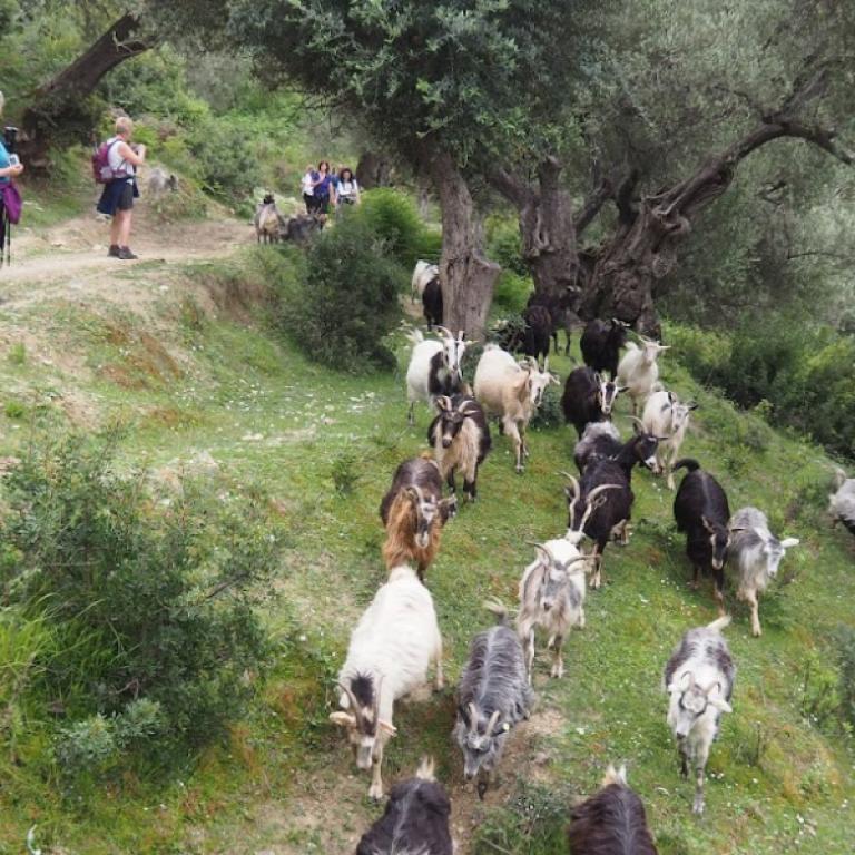 Hikers passing a herd of goats through olive groves on the Albania Coastal trail.