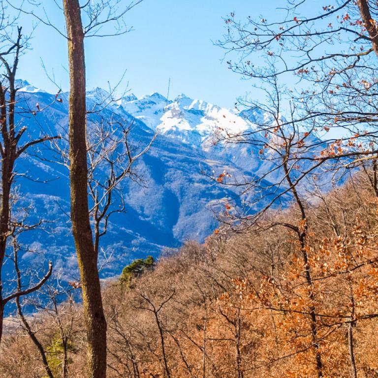 Francigena Val di Susa trees and snow