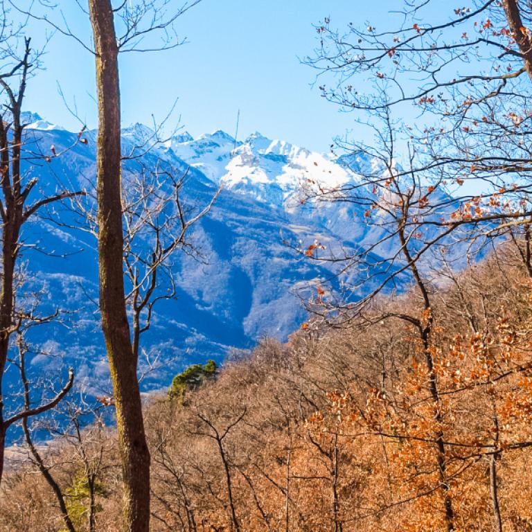 Forest of bare trees with snow‑capped mountains in the distance along the Via Francigena Val di Susa trekking route.