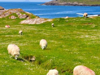 dingle way preview coast