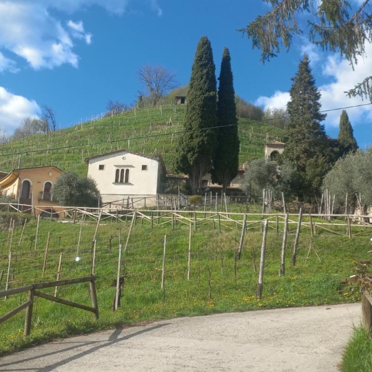 Vineyard chapel and cypress trees overlooking the prosecco trails landscape