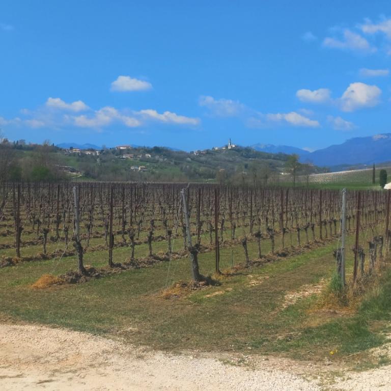 Gravel walking path between vineyards on the prosecco trails near Valdobbiadene