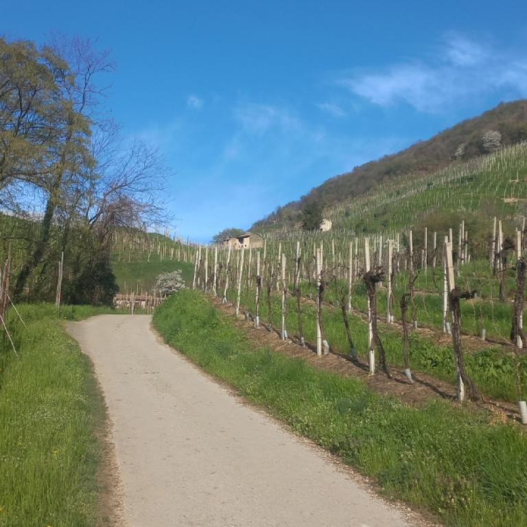 Scenic vineyard path climbing the hills along the prosecco trails